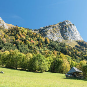 Bois Qualité Savoie Forêt Bois